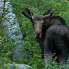Moose in GNP